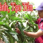 cắt tỉa cây xoài sau thu hoạch