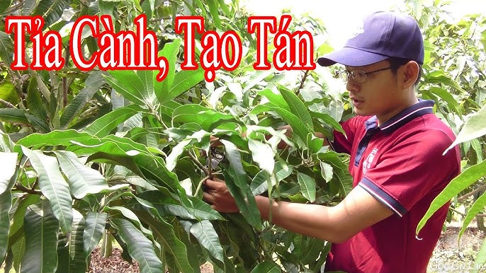cắt tỉa cây xoài sau thu hoạch